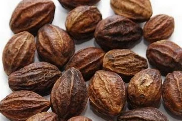 கடுக்காயை இப்படி சாப்பிட்டால் இந்த நோய்கள் எல்லாம் பறந்துவிடுமாம்! பல மருத்துவபயன்கள் ஒளிந்துள்ளது