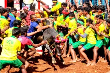 மது அருந்திவிட்டு மாடு பிடிக்க வந்த வீரர் தகுதி நீக்கம் - 4 பேர் காயம்