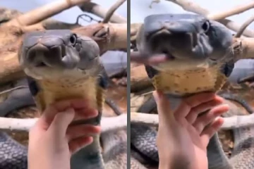 ராஜ நாகத்தையே அசால்ட்டாக வருடிவிட்ட பெண்... மெய்சிலிர்க்கும் வைரல் காணொளி!