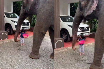 யானைக்கே சாப்பாடு ஊட்டி விடும் சின்னகுழந்தை... பார்ப்பவர்களை கவரும் க்யூட் வீடியோ