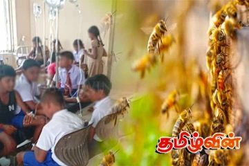 கிளிநொச்சியில் குளவிக் கொட்டு! 39 மாணவர்கள் பாதிப்பு