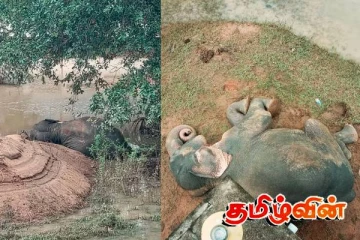 'டிட்வா' ஏற்படுத்திய பரிதாபம்:காடுகளில் உணவின்றி தவிக்கும் யானைகள்