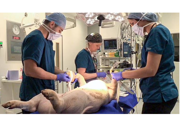 இறந்த பன்றிக்கு உயிர்கொடுத்த விஞ்ஞானிகள் - அறிவியல் புரட்சியில் சாதனை! | Scientists Who Brought The Dead Pig Back To Life