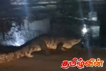 மட்டக்களப்பின் பல பகுதிகளில் முதலைகளின் நடமாட்டம் அதிகரிப்பு