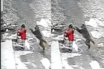 சிறுமியை கடத்திச் செல்ல முயன்ற குரங்கு - வைரலாகும் வீடியோ