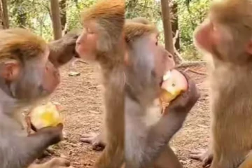 ஒரு நண்பனை இப்படியா கடுப்பேற்றுவது? பாவப்பட்ட குரங்கின் பரிதாப ரியாக்ஷன்! சிரிப்பை அடக்கமாட்டீங்க