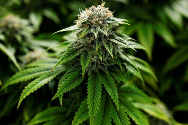 4,340 கஞ்சா செடிகளுடன் சிக்கிய நபர் | Person Caught With 4 340 Cannabis Plants