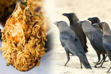 என்ன சென்னையில் மீண்டும் காக்கா பிரியாணியா? மக்களே உஷார்!