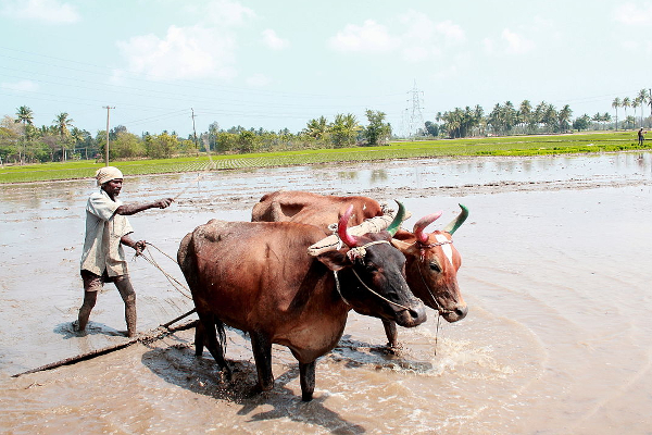 விளை நிலத்தில் கிடைத்த வைரக்கற்கள்; போட்டி போட்டு ஏர் உழும் விவசாயிகள்! | Diamonds Found In Arable Land