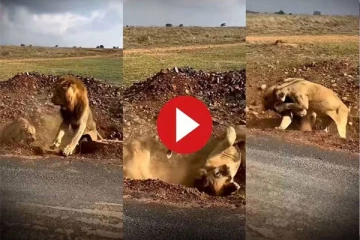 ஆண் சிங்கத்தை புரட்டி எடுக்கும் பெண்சிங்கம்! (Viral Video)