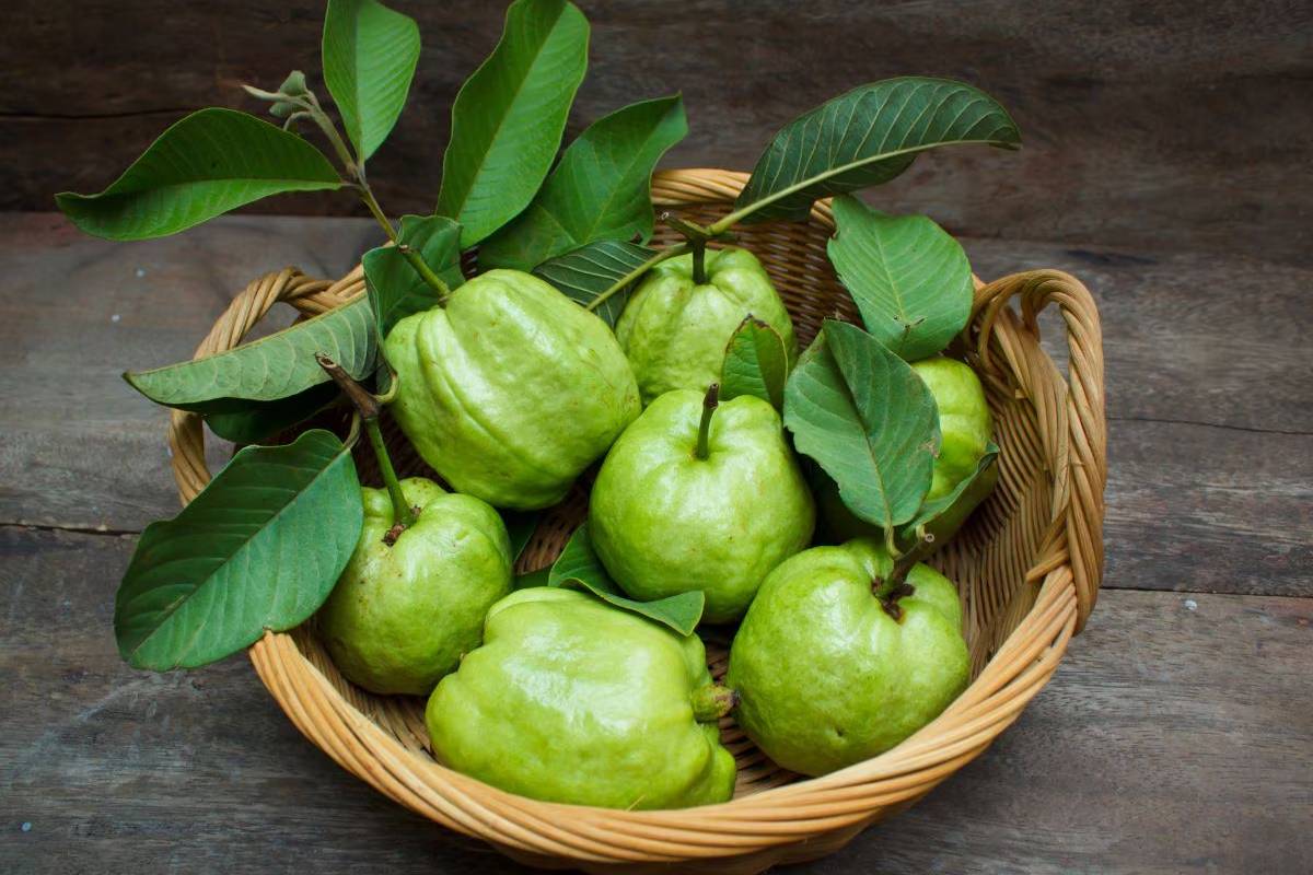 தினசரி ஒரு கொய்யா சாப்பிட்டால் உடலில் நடக்கும் அற்புத மாற்றங்கள்! என்னென்ன தெரியுமா? | Amazing Heath Benefits Of Guava Fruit Eveyday தினசரி ஒரு கொய்யா சாப்பிட்டால் உடலில் நடக்கும் அற்புத மாற்றங்கள்! என்னென்ன தெரியுமா? | Amazing Heath Benefits Of Guava Fruit Eveyday