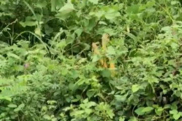 ஒன்றோடு ஒன்று பிண்ணிப் பிணைந்து நடனமாடும் மஞ்சள் நிற பாம்புகள்... யாரும் பார்த்திராத அரிய காட்சி!