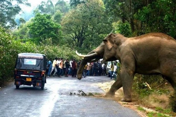 පුද්ගලයින් දෙදෙනෙකුට දිවි අහිමි කළ වන අලි පහරදීම්..