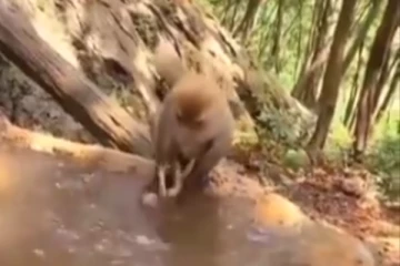 தாவி குதித்து ஓடும் குட்டி... பிடித்து இழுத்து  மனிதர்களை போலவே குளிக்க வைத்த தாய் குரங்கு