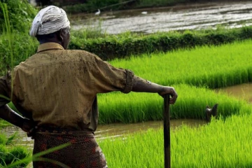 රට පුරා සියලු ගොවි ජනතාවට සතුටුදායක ආරංචියක්.!!