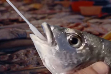 கடல் வாழ் உயிரினங்களுக்கும் கொரோனா பரிசோதனை செய்யும் நாடு!