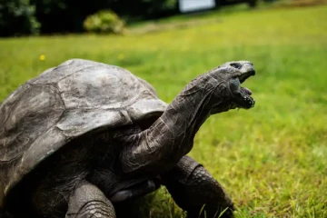 இங்கிலாந்தில் வசித்து வரும் ராட்சத ஆமை