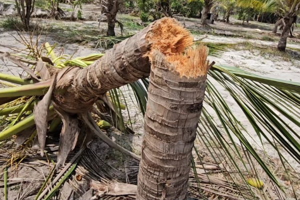 யானைகள் அட்டகாசத்தால் வாழ்வாதாரத்தை இழந்த மீனவர்கள் | Batticaloa Lose Their Livelihood Elephant