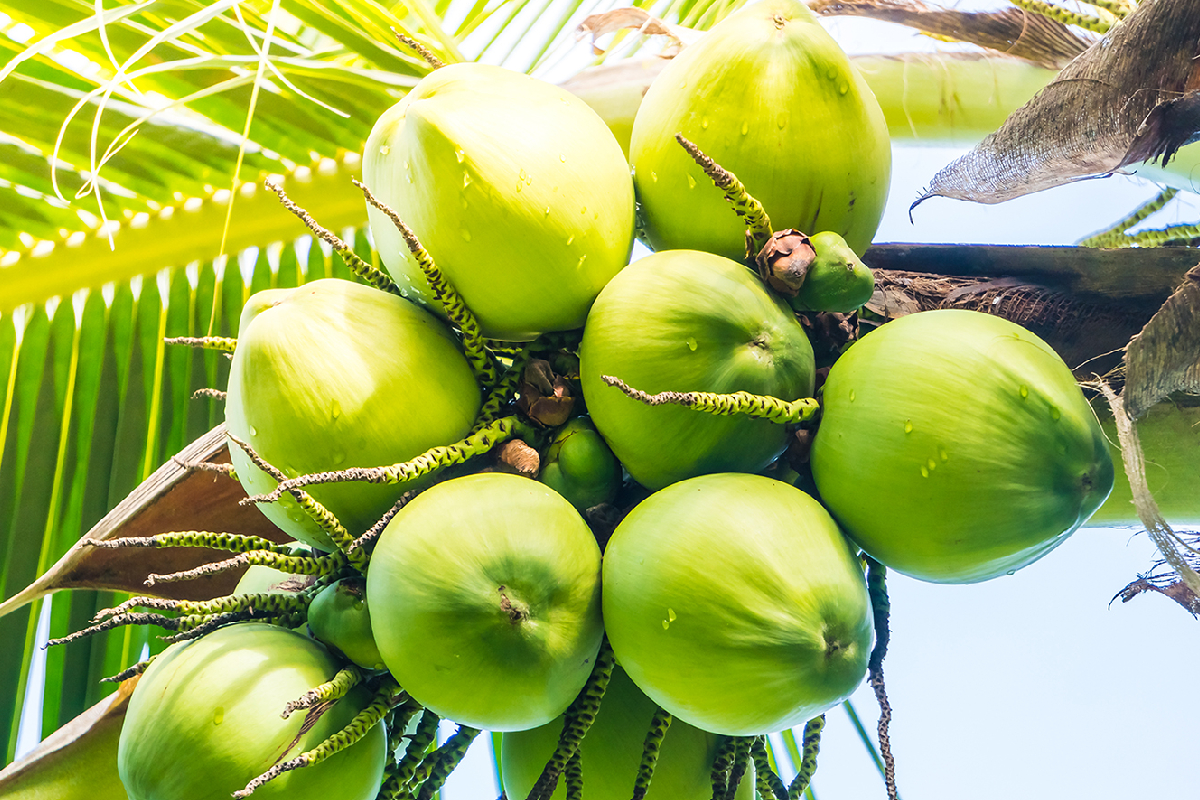 இலங்கையின் தேங்காய் ஏற்றுமதி அதிகரிப்பு! | Sri Lanka S Coconut Exports Increased