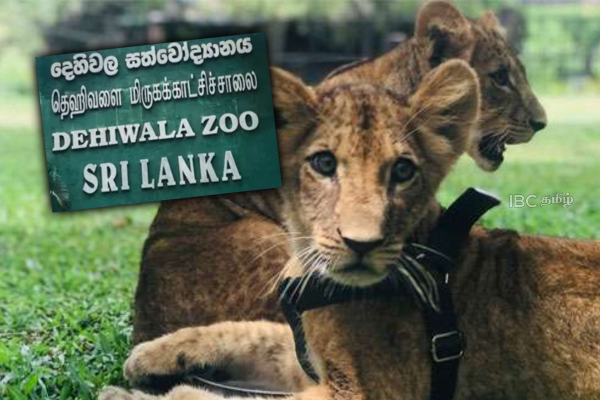 சிங்கக் குட்டிகளுக்குப் பெயரிடுங்கள் - சிறுவர்களுக்கு வழங்கப்பட்ட அரிய வாய்ப்பு | Public To Be Invited To Name New Lion Cubs