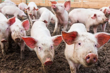 ඌරෝ හදන අයට සුබ ආරංචියක් - කෘෂිකාර්මික හා ගොවිජන රක්ෂණ මණ්ඩලයෙන් නිවේදනයක්