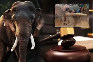 யானைகளுக்குச் சிகிச்சை அளிக்கும் காட்சிகளைப் பதிவு செய்த விவகாரம் - காவன்திஸ்ஸ யானை விவகாரத்தில் புதிய சர்ச்சை