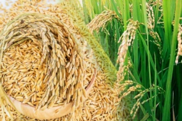 நெல்லிற்கான விலையை அதிகரிக்க விடுக்கப்பட்டுள்ள கோரிக்கை