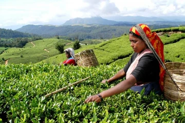 ලෝකයම දිනන අපේ තේ කලාවට අලුත් පණක් එක්කරන තේ ගම්මාන 500ක් බිහිකරන ‘CEYLON TEA VILLAGE’ අද සිට