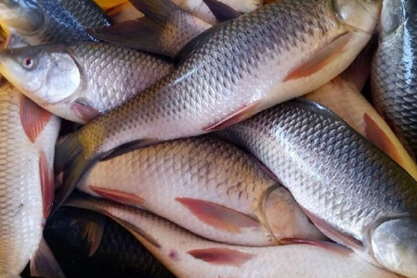 கோழி இறைச்சி, மீன் விலை தொடர்பில் வெளியான தகவல்! | Decision On Poultry Fish Price Sl