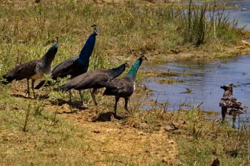 இலங்கையில் மயில்களால் பரவும் கொடிய நோய் தொற்று! அச்சத்தில் மக்கள்