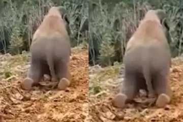 குழந்தை போல ஜாலியாக சறுக்கி விளையாடும் யானை குட்டி! இணையத்தை கலக்கும் வைரல் வீடியோ