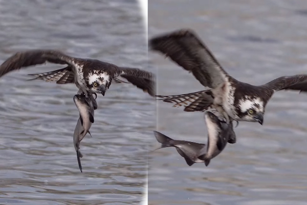 Viral Video: கழுகிடம் சிக்கிய ராட்சத மீன்... நிச்சயம் மீண்டும் மீண்டும் பார்ப்பீங்க | Eagle Hunt Big Fish And Flying Viral Video