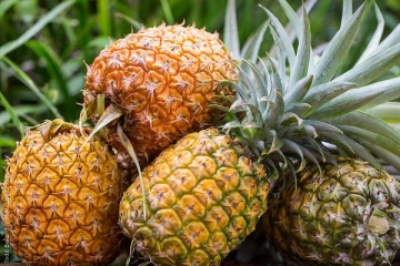 உலகில் மிகவும் சுவையான அன்னாசிப்பழம் விரைவில் இலங்கையில்!