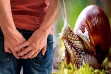 மூல நோயை விரட்டியடிக்கு நத்தை இறைச்சி! எப்படி எடுத்து கொள்ளலாம் தெரியுமா?