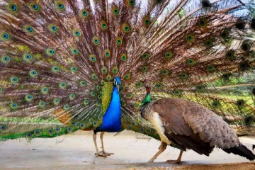 மயில் விடும் 6 சொட்டு கண்ணீர் குறித்து தெரியுமா? துடிதுடித்து இறக்கும் கடைசி தருணம்