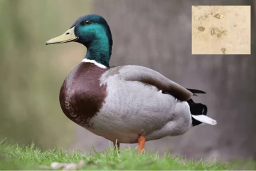 வாத்தின் வயிற்றுக்குள் தங்கம்... ஒரு சுவாரஸ்ய செய்தி