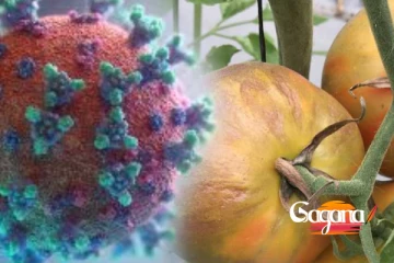 රෝගකාරී tomato නම් වෛරසයක්... පැතිරීම සීග්‍රයෙන්... පරිස්සමින්