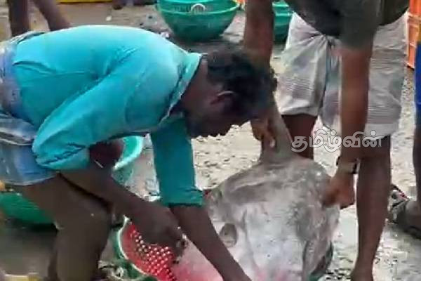 வலையில் சிக்கிய அரிய வகை கடல் ஆமையை உயிருடன் பத்திரமாக கடலில் விட்ட கடற்றொழிலாளர்கள் | Fisherman Releases Rare Sea Turtle வலையில் சிக்கிய அரிய வகை கடல் ஆமையை உயிருடன் பத்திரமாக கடலில் விட்ட கடற்றொழிலாளர்கள் | Fisherman Releases Rare Sea Turtle