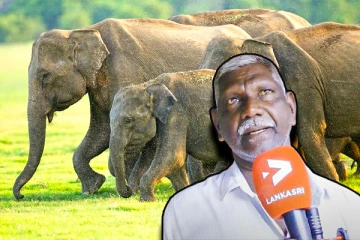 திடீரென படையெடுக்கும் யானைகள் : அச்சத்தில் மக்கள்