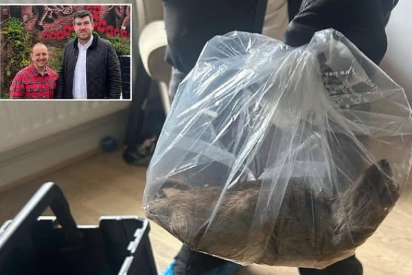 22-inch rat found in UK