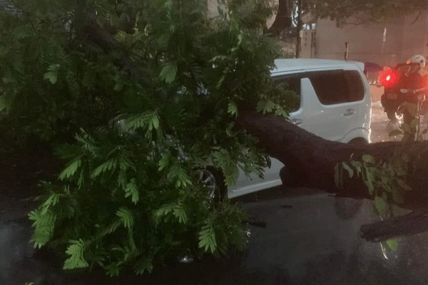 கொழும்பில் மரம் முறிந்து மற்றுமொரு விபத்து: இரு வாகனங்கள் சேதம்(படங்கள்) | Two Vehicles Were Damaged A Tree Fell