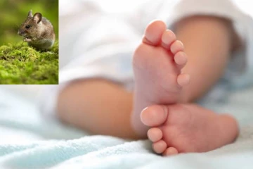 பிறந்து 40 நாட்களே ஆன பச்சிளம் குழந்தைக்கு எலியால் நேர்ந்த துயரம்