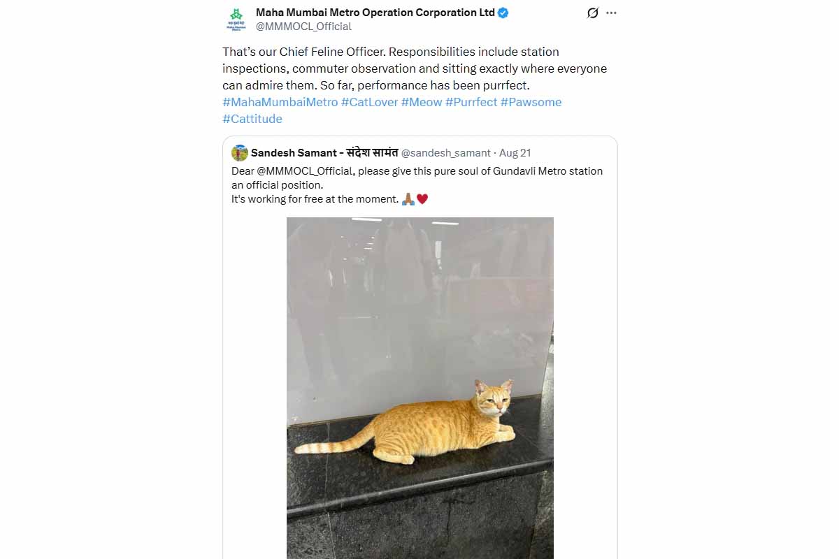 பூனைக்கு CFO பதவி! பலரது கவனத்தை ஈர்த்த சம்பவம் | Ginger Cat Gets A Job Title Cfo Mumbai Metro