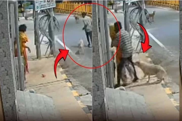 பட்டப்பகலில் அத்துமீறல்: பெண்ணை காப்பாற்றிய தெருநாய்கள்