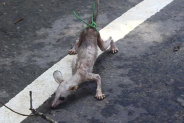 தென்னிலங்கையில் சிக்கிய அபூர்வ விலங்கு - அச்சத்தில் மக்கள்