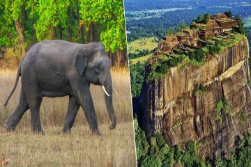 சிகிரியாவில் அதிகரித்த காட்டு யானை அச்சுறுத்தல் - 77 வயது முதியவர் உயிரிழப்பு