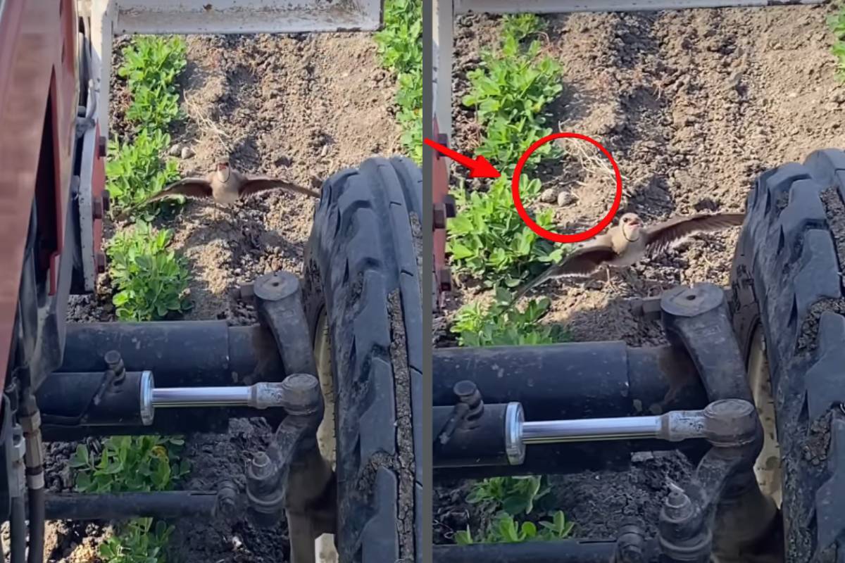 முட்டையை காக்க இயந்திரத்தையே எதிர்த்து நின்ற தாய் பறவை – இணையத்தை உலுக்கும் வீடியோ ! | Mother Bird Defies Machine To Protect Eggs Video