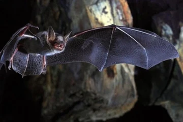 வௌவால்களில் கொரோனா வைரஸ்... பிரித்தானியாவில் முதன்முறையாக கண்டுபிடிப்பு: அச்சுறுத்தும் விடயமா?