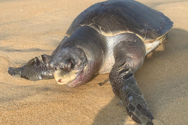 உயிரிழந்த நிலையில் கரையொதுங்கிய அரியவகை கடலாமை(Photos) | A Rare Species Of Sea Turtle Washed Ashore Dead