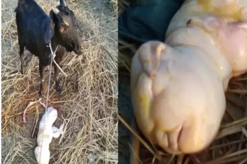 மனித உருவில் பிறந்த ஆட்டுக்குட்டி - அசாமில் நடந்த அதிர்ச்சி சம்பவம்